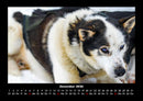 Hundezauber Fotokalender 2026 - 12