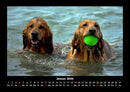 Hundezauber Fotokalender 2026 - 1