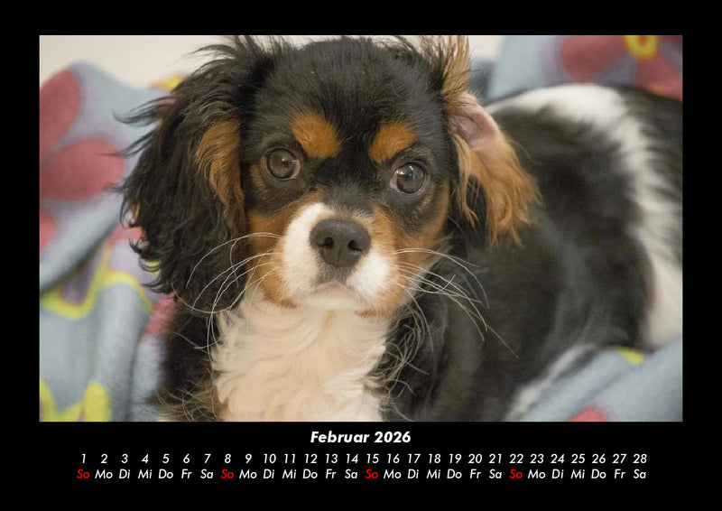 Hundezauber Fotokalender 2026 - 2