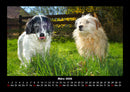 Hundezauber Fotokalender 2026 - 3