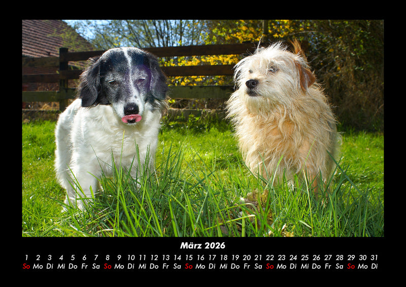 Hundezauber Fotokalender 2026 - 3