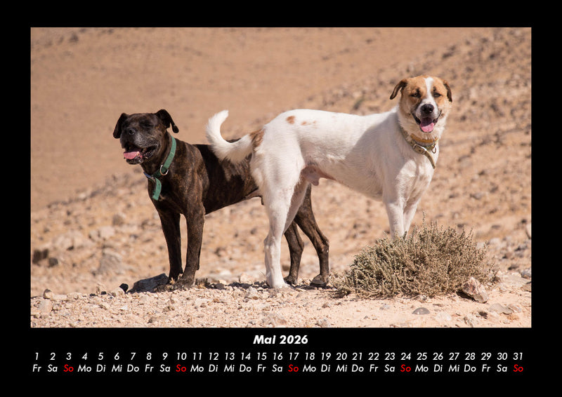 Hundezauber Fotokalender 2026 - 5