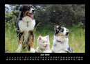 Hundezauber Fotokalender 2026 - 6
