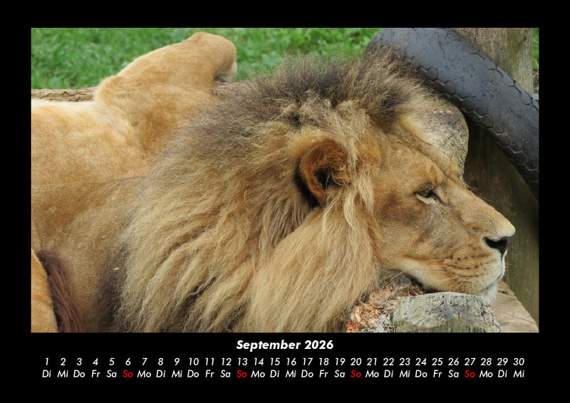 Tiere in der Wildnis Fotokalender 2026 - 9