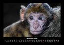 Tiere in der Wildnis Fotokalender 2026 - 11