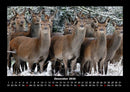Tiere in der Wildnis Fotokalender 2026 - 12