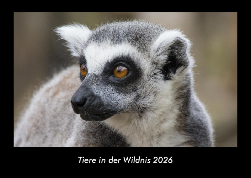Tiere in der Wildnis Fotokalender 2026 - Hauptbild