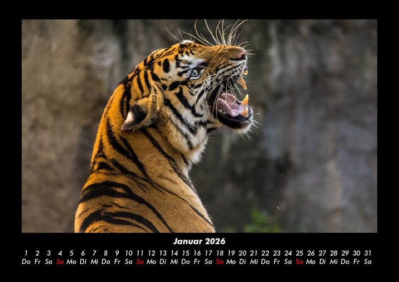 Tiere in der Wildnis Fotokalender 2026 - 1