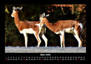 Tiere in der Wildnis Fotokalender 2026 - 3