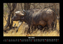 Tiere in der Wildnis Fotokalender 2026 - 5