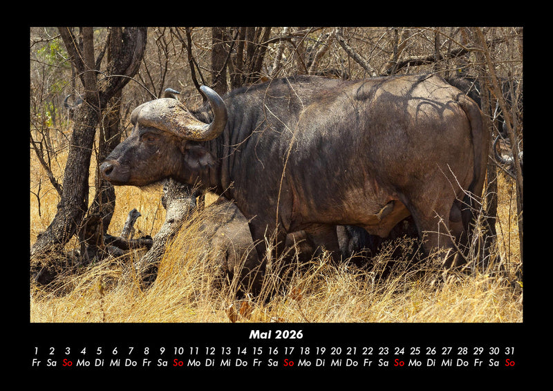 Tiere in der Wildnis Fotokalender 2026 - 5