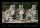 Tiere in der Wildnis Fotokalender 2026 - 7