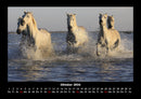 Die Welt der Pferde Fotokalender 2026 - 10