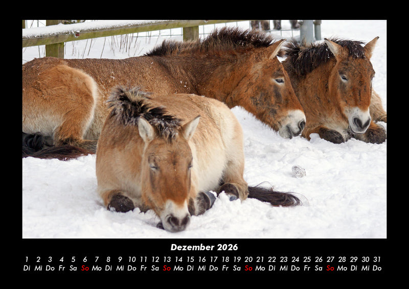 Die Welt der Pferde Fotokalender 2026 - 12