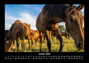Die Welt der Pferde Fotokalender 2026 - 1