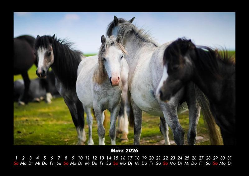 Die Welt der Pferde Fotokalender 2026 - 3