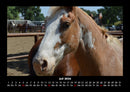 Die Welt der Pferde Fotokalender 2026 - 7