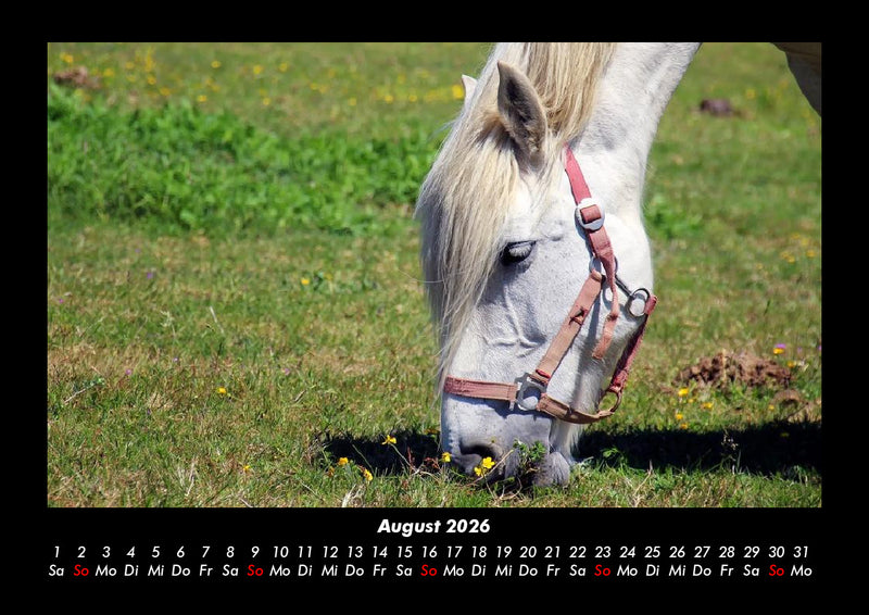 Die Welt der Pferde Fotokalender 2026 - 8