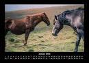 Welt der Pferde Fotokalender 2026 - 1