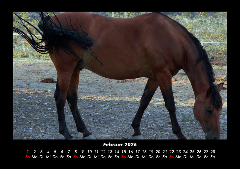 Welt der Pferde Fotokalender 2026 - 2