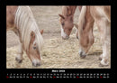 Welt der Pferde Fotokalender 2026 - 3