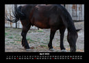 Welt der Pferde Fotokalender 2026 - 4