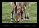 Welt der Pferde Fotokalender 2026 - 6