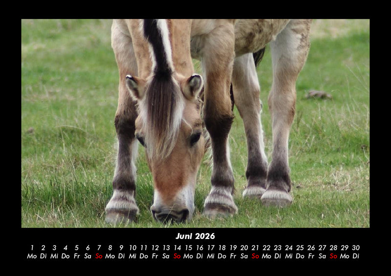 Welt der Pferde Fotokalender 2026 - 6