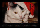 Für Katzenfreunde Fotokalender 2026 - 12