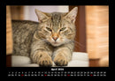 Für Katzenfreunde Fotokalender 2026 - 4