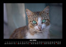 Für Katzenfreunde Fotokalender 2026 - 6