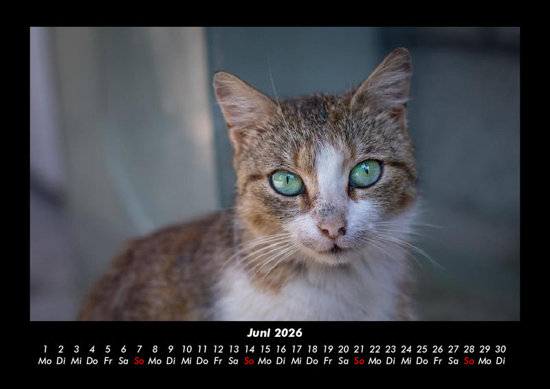 Für Katzenfreunde Fotokalender 2026 - 6
