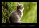 Für Katzenfreunde Fotokalender 2026 - 7