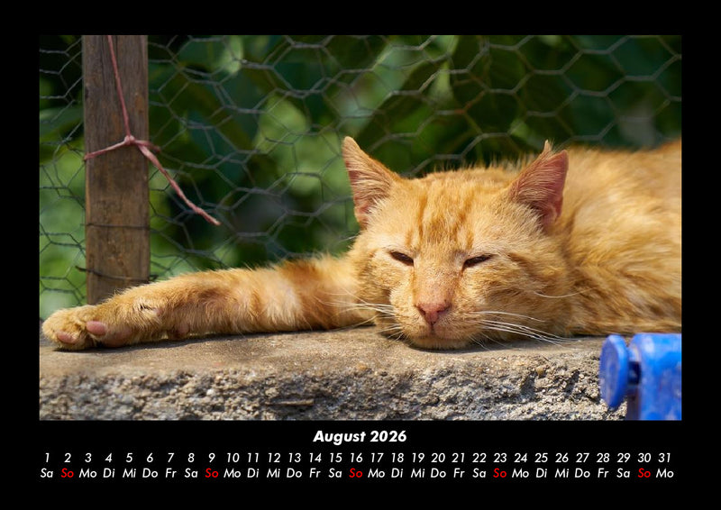 Für Katzenfreunde Fotokalender 2026 - 8