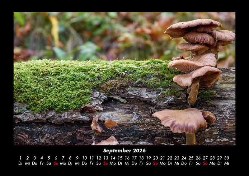 Pilzkalender Fotokalender 2026 - 9