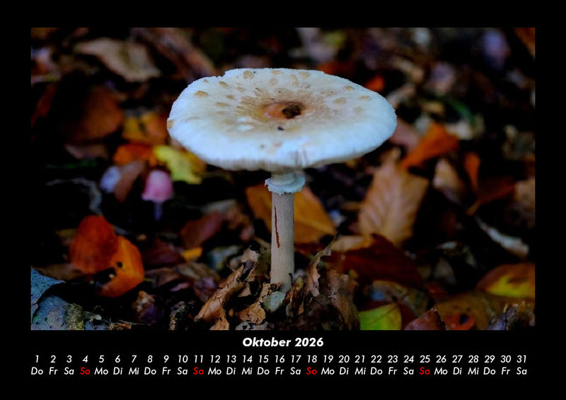 Pilzkalender Fotokalender 2026 - 10