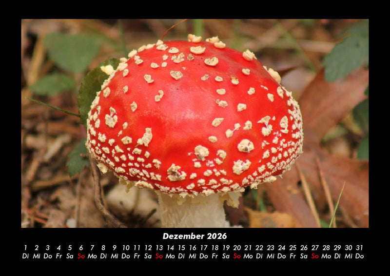 Pilzkalender Fotokalender 2026 - 12