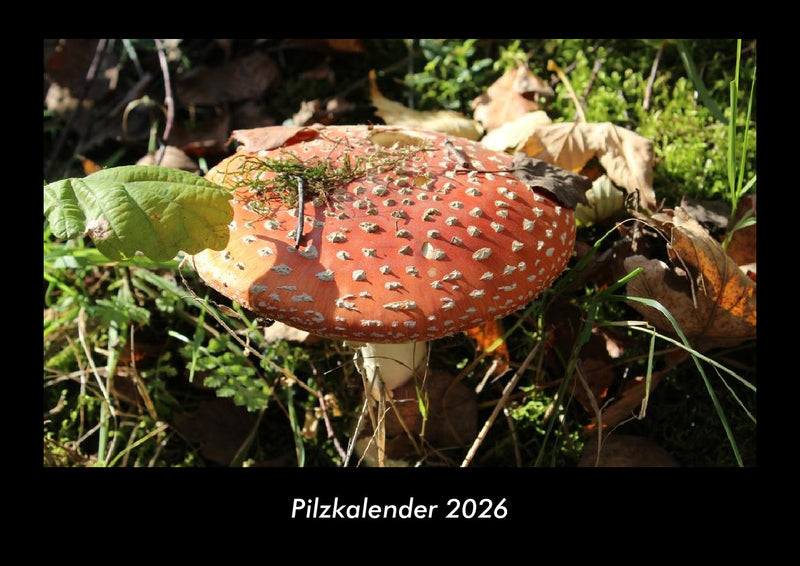 Pilzkalender Fotokalender 2026 - Hauptbild