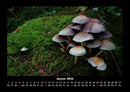 Pilzkalender Fotokalender 2026 - 1