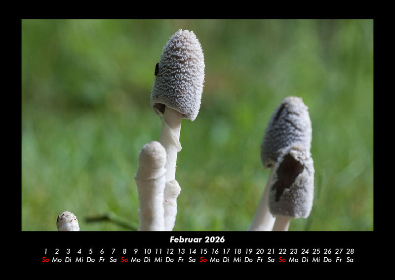 Pilzkalender Fotokalender 2026 - 2