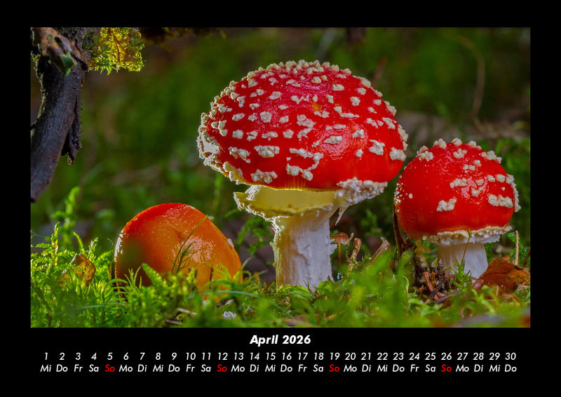 Pilzkalender Fotokalender 2026 - 4