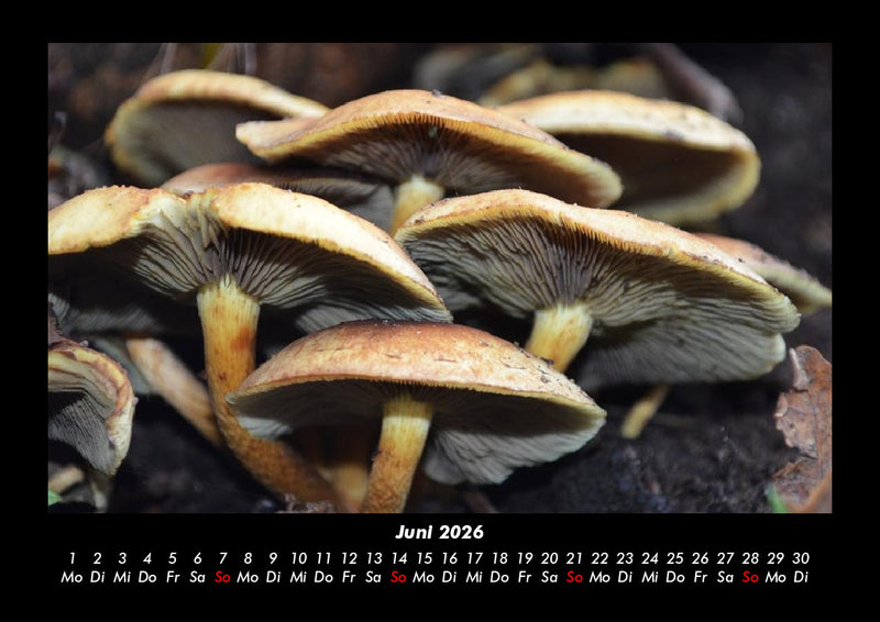 Pilzkalender Fotokalender 2026 - 6