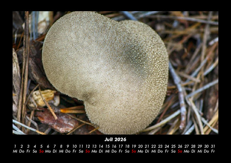 Pilzkalender Fotokalender 2026 - 7