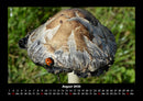 Pilzkalender Fotokalender 2026 - 8