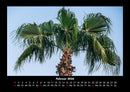 Palmentraum Fotokalender 2026 - 2