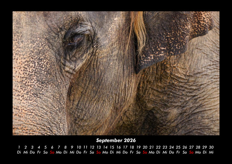 Elefanten - Die sanften Riesen Afrikas Fotokalender 2026 - 9