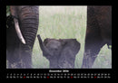 Elefanten - Die sanften Riesen Afrikas Fotokalender 2026 - 12