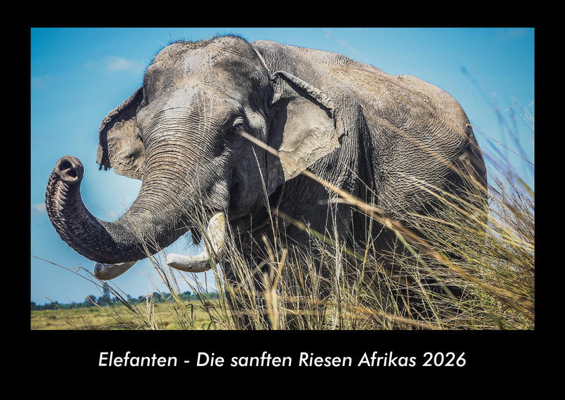 Elefanten - Die sanften Riesen Afrikas Fotokalender 2026 - Hauptbild