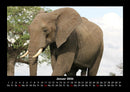 Elefanten - Die sanften Riesen Afrikas Fotokalender 2026 - 1