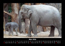 Elefanten - Die sanften Riesen Afrikas Fotokalender 2026 - 3